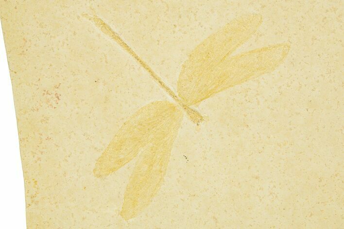 Detailed Fossil Dragonfly - Solnhofen #334825